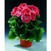 Pelargonium grandiflorum ´Mandarin´ / Muškát veľkokvetý červený , bal. 3 ks, 3x K7