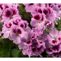 Pelargonium grandiflorum ´pac®Aristo® Orchid´ / Muškát veľkokvetý, bal. 3 ks, 3x K7
