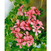 Pelargonium pelt. ´Decora Pink´ / Muškát previsnutý ružový, bal. 6 ks sadbovačov