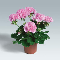 Pelargonium zonale ´pac®Emilia´ / Muškát krúžkovaný, bal. 6 ks sadbovačov