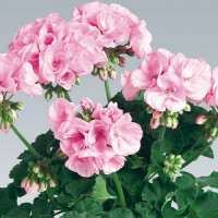 Pelargonium zonale ´pac®Emilia´ / Muškát krúžkovaný, bal. 6 ks, 6xK7