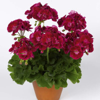 Pelargonium zonale ´pac®Flower Fairy® Velvet´ / Muškát krúžkovaný, bal. 6 ks sadbovačov