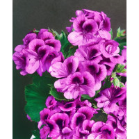 Pelargonium grandiflorum ´Clarion® ´Violet´ / Muškát, bal. 6 ks, 6x K7
