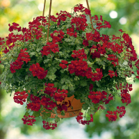 Pelargonium pelt. PAC® ´Happy Face Dark Red´ / Muškát, K7