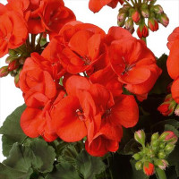 Pelargonium zonale ´pac®Morning Sun´ / Muškát krúžkovaný, K7