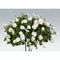 Pelargonium pelt. ´pac®White Pearl´ / Muškát, bal. 3 ks, 3x K7