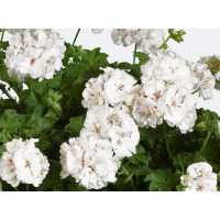 Pelargonium pelt. ´pac®White Pearl´ / Muškát, bal. 3 ks, 3x K7