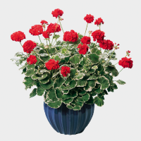 Pelargonium pac® Pelgardini® ´Wilhelm Langguth´ / Muškát krúžkový, bal. 6 ks, 6xK7