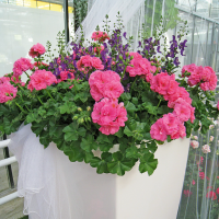 Pelargonium peltatum pac ´Pink Sybil´ / Muškát previsnutý, bal. 3 ks, 3xK7