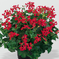 Pelargonium peltatum ´Ville de Paris Rot´ / Muškát previsnutý, bal. 6 ks, 6xK7