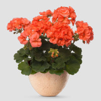 Pelargonium zonale ´pac®Stefanie´ / Muškát krúžkovaný, bal. 3 ks, 3x K7