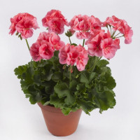 Pelargonium peltatum x zonale ´pac® TWOinONE® ´Peach´ / Muškát vzpriamený, bal. 6 ks, 6x K7