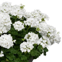 Pelargonium peltatum x zonale ´pac®TWOinONE® White / Muškát vzpriamený, bal. 3 ks, 3x K7