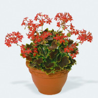 Pelargonium pac® Pelgardini® Vancouver Centennial / Muškát krúžkový, K7