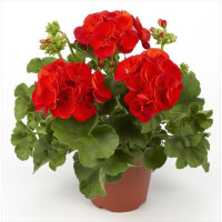 Pelargonium zonale ´pac®Victor´ / Muškát krúžkovaný, K7
