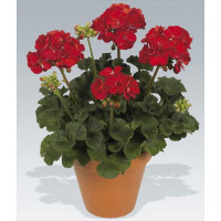 Pelargonium zonale ´pac®Victor´ / Muškát krúžkovaný, bal. 6 ks sadbovačov