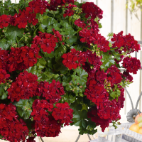 Pelargonium peltatum pac®´Sally´ / Muškát previsnutý, bal. 6 ks sadbovačov