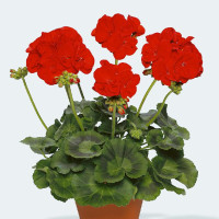 Pelargonium zonale pac®´ Victoria´ / Muškát krúžkový, K7