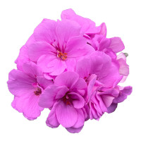 Pelargonium pelt. PAC® Amethyst´ / Muškát previsnutý, bal. 6 ks, 6x K7