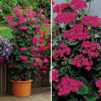 Pelargonium PAC® ´Antik Violet´ / Muškát rýchlo rastúci, K7