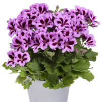 Pelargonium grandiflorum ´Aristo Lilac Purple´ / Muškát veľkokvetý fialový, K7