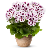 Pelargonium grandiflorum PAC® ´Aristo Purple Stripes´ / Muškát veľkokvetý, bal. 3 ks, 3x K7
