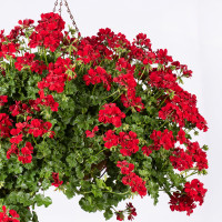 Pelargonium peltatum pac®´Becky´ / Muškát previsnutý, bal. 6 ks, 6x K7