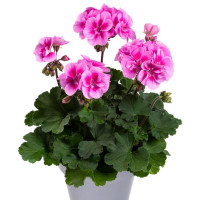 Pelargonium zonale pac®´Belinda´ / Muškát krúžkový, bal. 6 ks, 6x K7