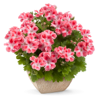 Pelargonium hybr. ´Candy Flowers Peach Cloud´ / Muškát hybridný, bal. 6 ks sadbovačov