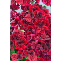 Pelargonium grandiflorum Clarion®Dark Red´ / Muškát veľkokvetý, bal. 6 ks sadbovačov