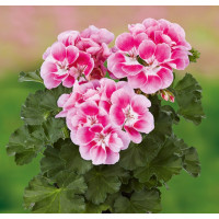 Pelargonium x zonale Grandeur® Dark Pinkberry  / Muškát , bal. 3 ks, 3x K7