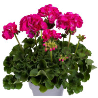 Pelargonium zonale ´pac®Ellen´ / Muškát krúžkovaný, bal. 6 ks, 6x K7