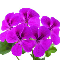 Pelargonium pelt. ´Gerainbow®Magenta´/ Muškát, bal. 3 ks, 3x K7