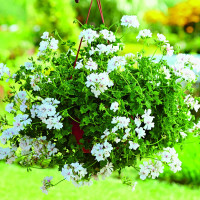 Pelargonium pelt. ´Grandeur®Ivy White´ / Muškát, bal. 6 ks sadbovačov