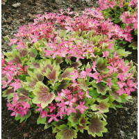 Pelargonium x spec. ´ Lotusland´ / Muškát , bal. 3 sk, 3x K7