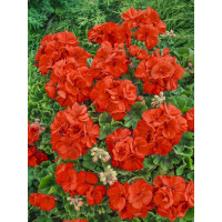 Pelargonium cultivars Grandeur®´Pure Orange´ / Muškát , bal. 3 ks, 3x K7
