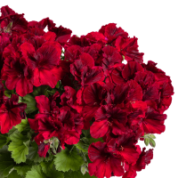 Pelargonium grandiflorum ´pac®Aristo®Deep Red´ / Muškát veľkokvetý, bal. 6 ks, 6x K7