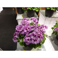 Pelargonium grandiflorum ´pac®Aristo® Orchid´ / Muškát veľkokvetý, bal. 6 ks sadbovačov