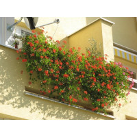 Pelargonium pelt. ´Balcon Imperial´ / Muškát previsnutý, bal. 3 ks, 3xK7