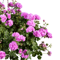 Pelargonium pelt. PAC® ´Kitty´ / Muškát previsnutý, bal. 3 ks, 3x K7