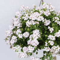 Pelargonium pelt. ´pac®Sandy´ / Muškát, bal. 6 ks sadbovačov