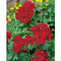 Pelargonium pelt. Happy Face® Velvet Red® / Muškát previsnutý, bal. 3 ks, 3xK7