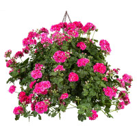 Pelargonium pelt. PAC® ´Vintage Rose´ / Muškát previsnutý, bal. 6 ks sadbovačov