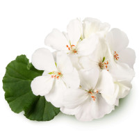 Pelargonium zonale ´White Ice´ / Muškát krúžkový biely, K7