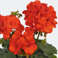 Pelargonium zonale ´Shocking Orange´ / Muškát krúžkový , bal. 6 ks, 6x K7