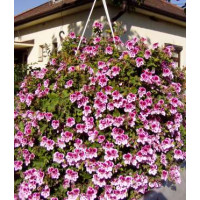 Pelargonium crispum Angeleyes® ´Bicolor´ / Muškát anglický, bal. 6 ks, 6xK7