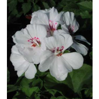 Pelargonium pelt. ´Blanche Roche´ / Muškát, K7