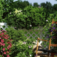 Pelargonium citr. ´Moskito Schocker´ / Muškát odpudzujúci komáre, bal. 6 ks, 6xK7