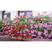 Pelargonium pelt. ´Balcon Lila´ / Muškát previsnutý, bal. 6 ks, 6x K7