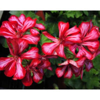 Pelargonium pelt. PAC® ´Global Stars and Stripes´ / Muškát previsnutý, bal. 3 ks, 3x K7